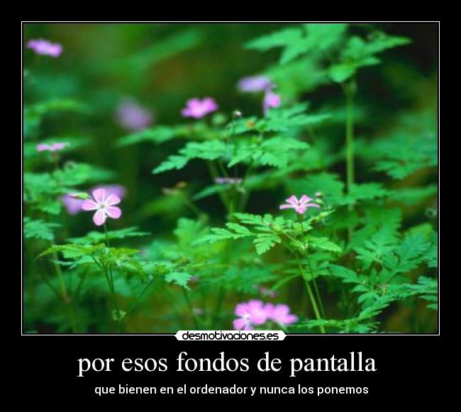 por esos fondos de pantalla  - que bienen en el ordenador y nunca los ponemos