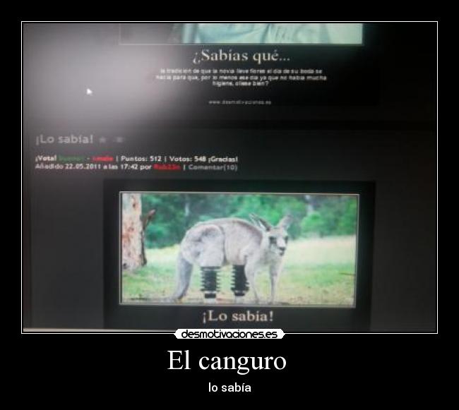 El canguro  - 