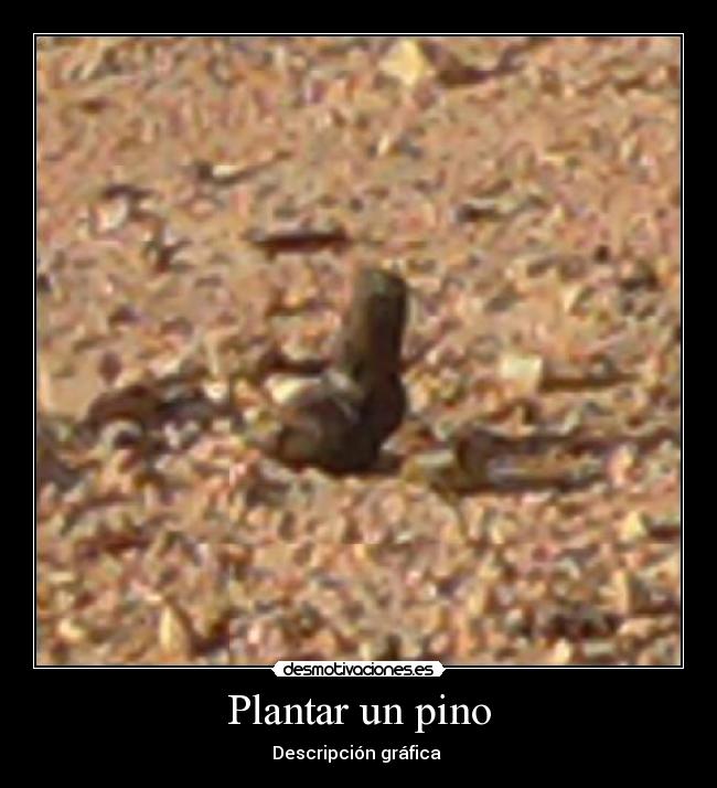 Plantar un pino - Descripción gráfica 