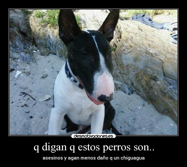 q digan q estos perros son.. - 