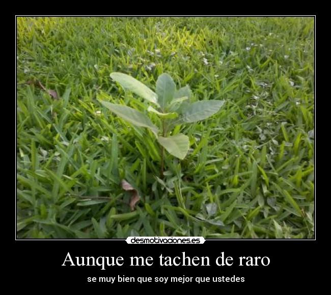 Aunque me tachen de raro - 