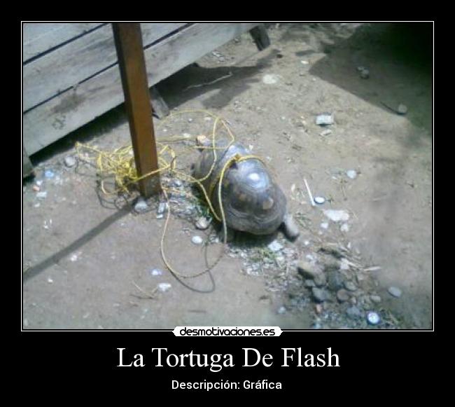 La Tortuga De Flash -