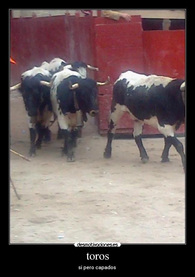 toros -