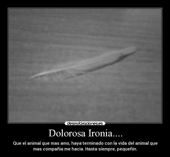 Dolorosa Ironia.... - Que el animal que mas amo, haya terminado con la vida del animal que
mas compañia me hacia. Hasta siempre, pequeñin.