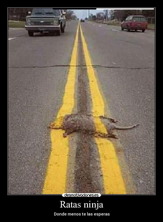Ratas ninja - Donde menos te las esperas