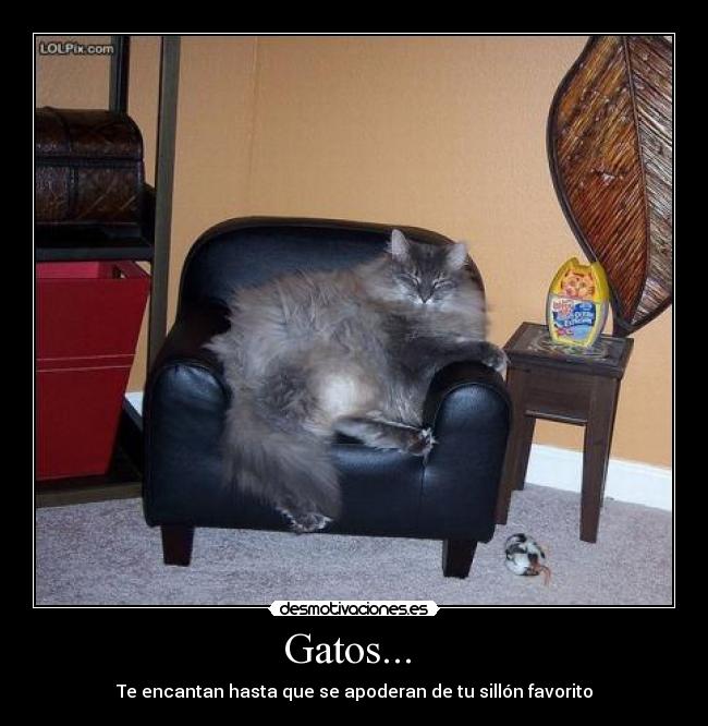 carteles gatos winras desmotivaciones