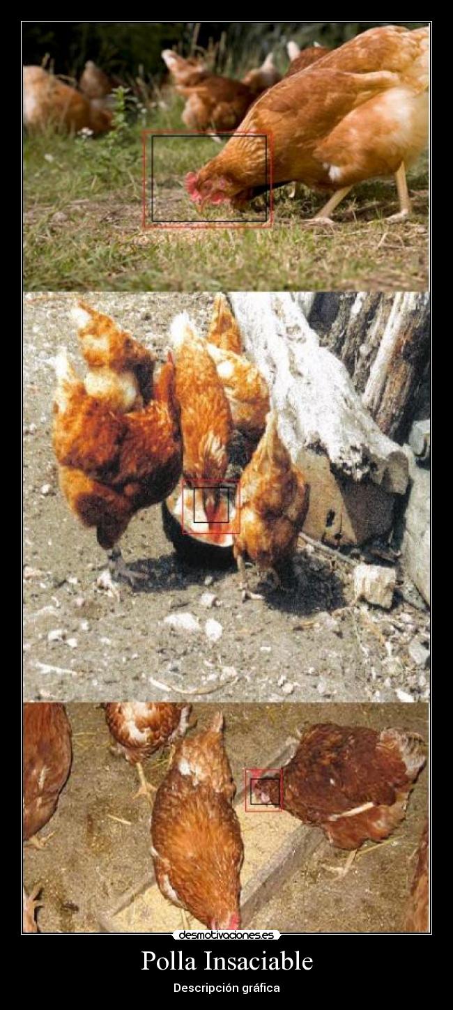 Polla Insaciable - Descripción gráfica