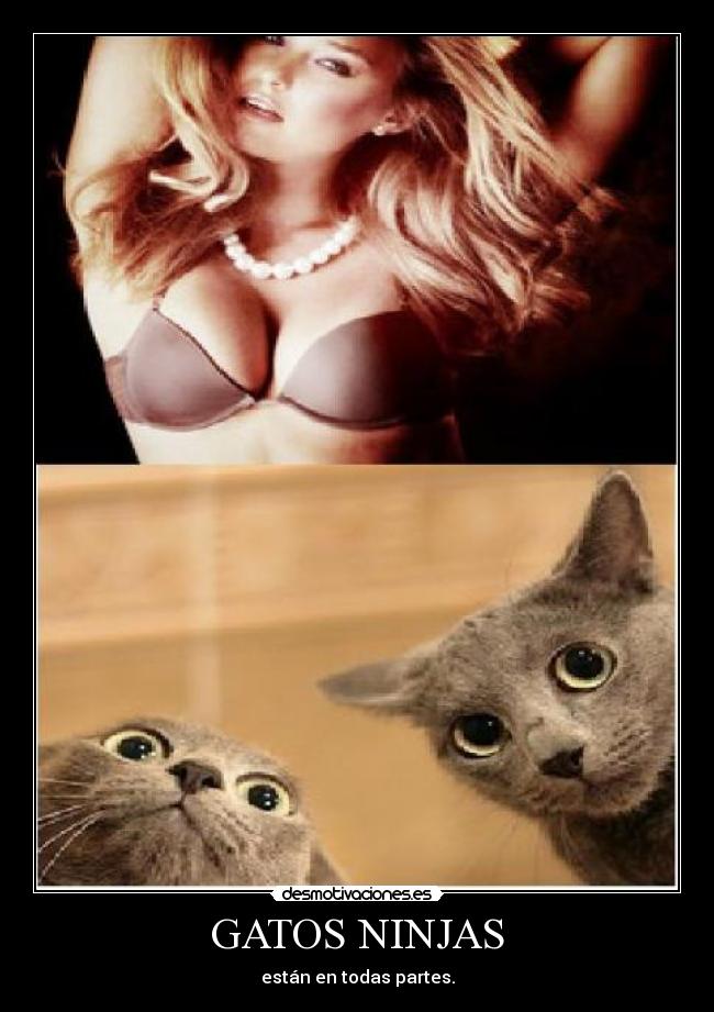 GATOS NINJAS - están en todas partes.
