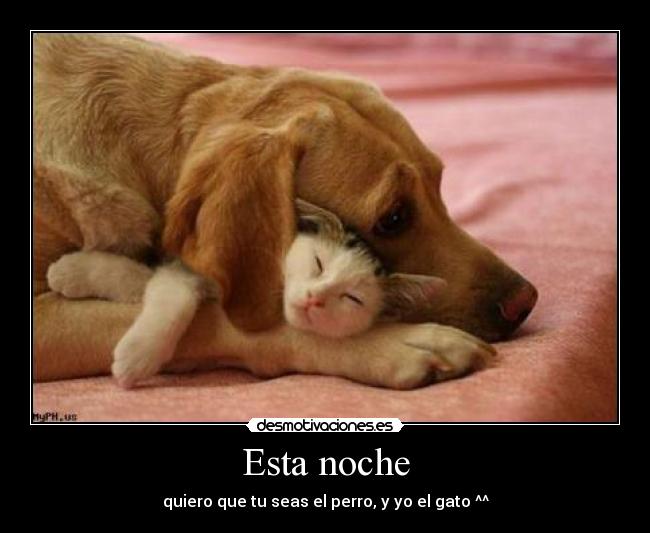 Esta noche - quiero que tu seas el perro, y yo el gato ^^