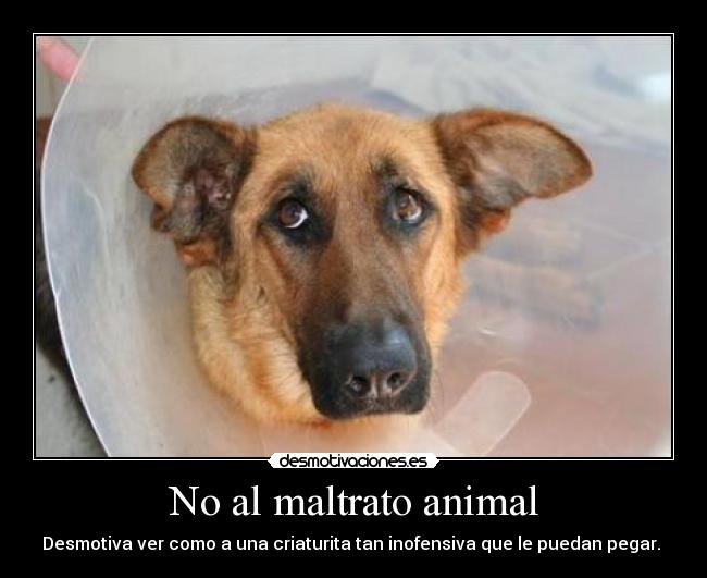 No al maltrato animal -