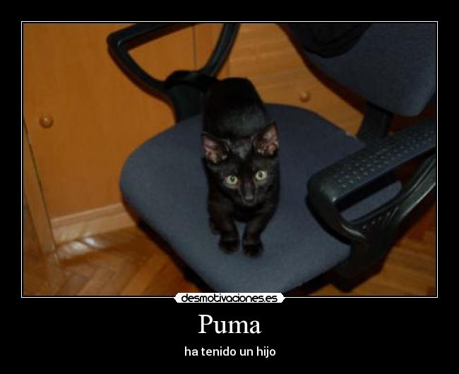 Puma - ha tenido un hijo