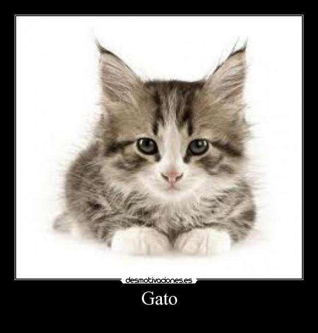 Gato -