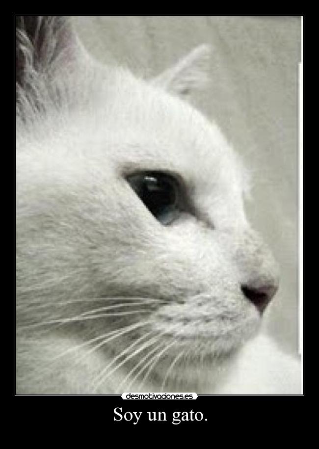Soy un gato. -