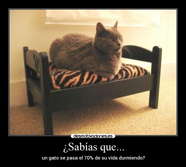 carteles gatosdormir cama vida 70 vago sueno desmotivaciones