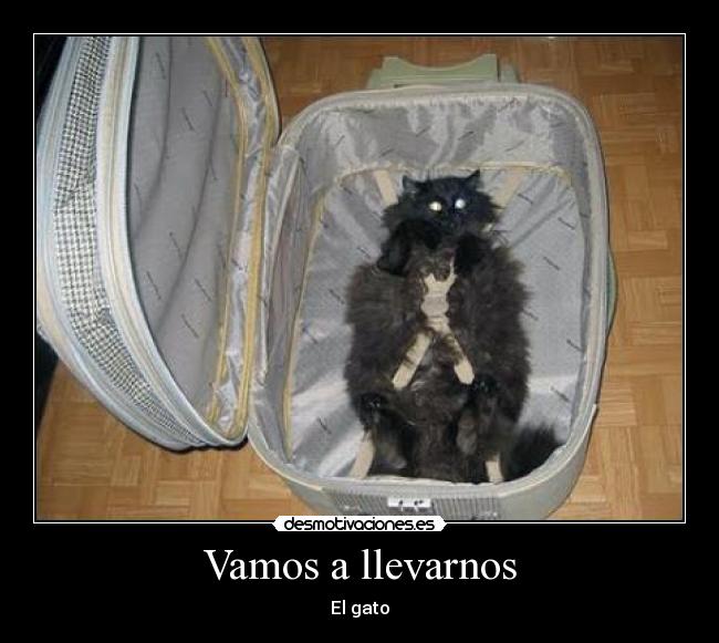 Vamos a llevarnos - El gato