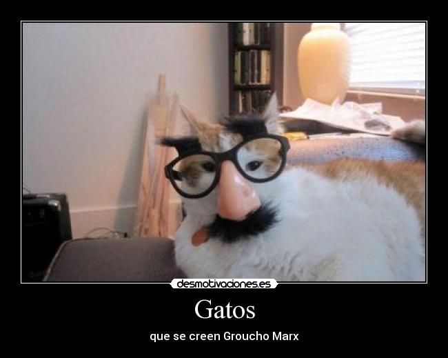 Gatos - 