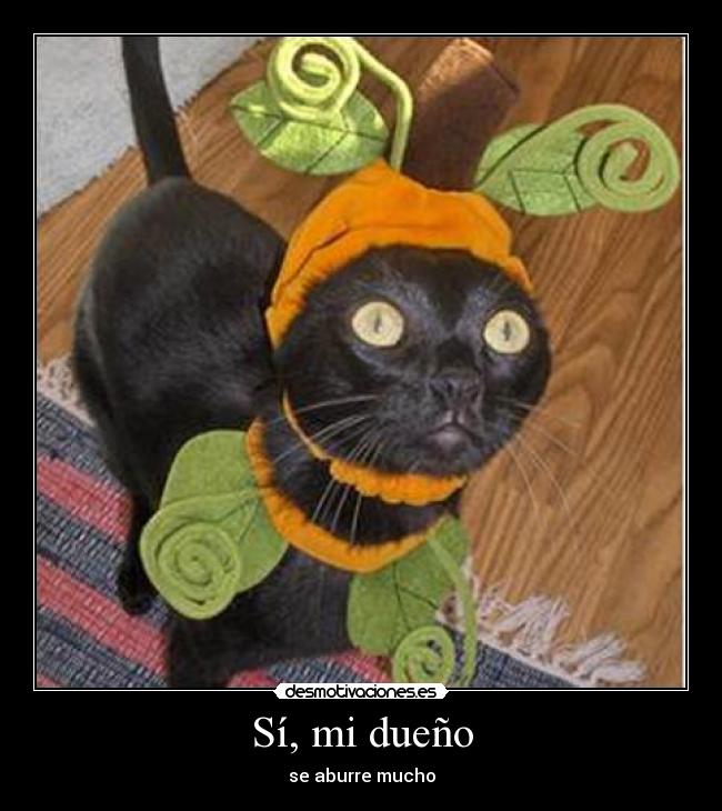 Sí, mi dueño - 