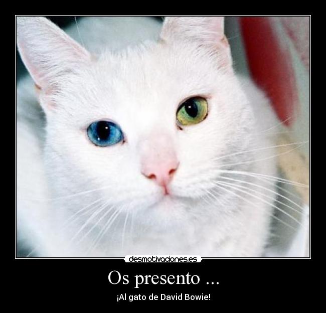 Os presento ... -