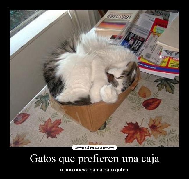 Gatos que prefieren una caja -