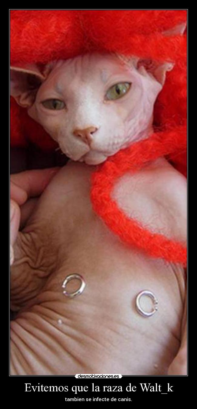 Evitemos que la raza de Walt_k - 