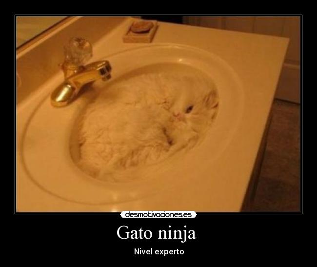 Gato ninja - Nivel experto