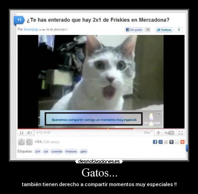 Gatos... - 