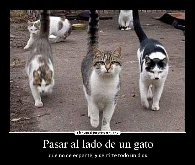Pasar al lado de un gato - que no se espante, y sentirte todo un dios