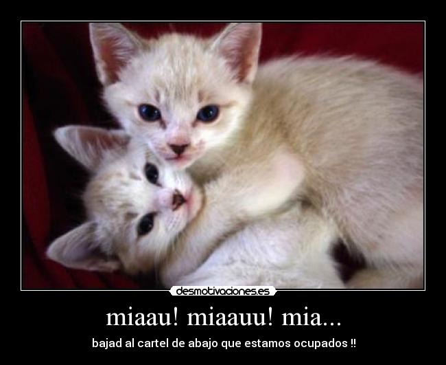 miaau! miaauu! mia... - bajad al cartel de abajo que estamos ocupados !!