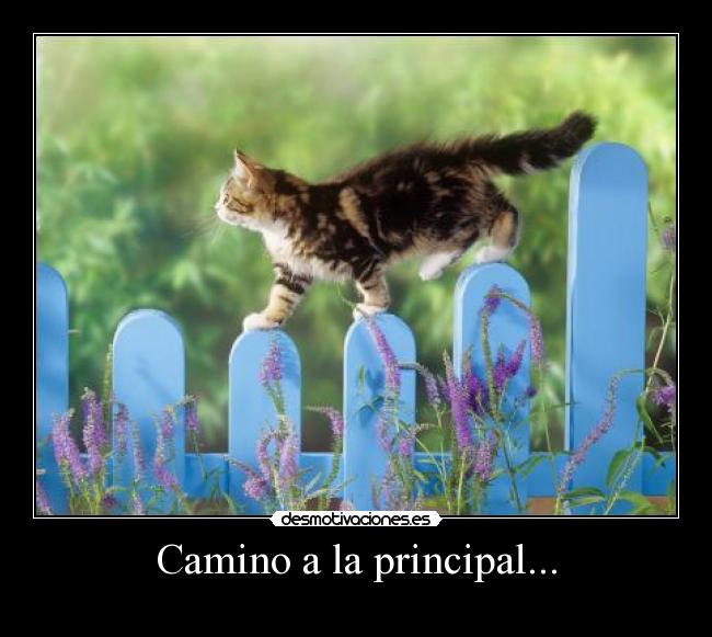 carteles gatos desmotivaciones