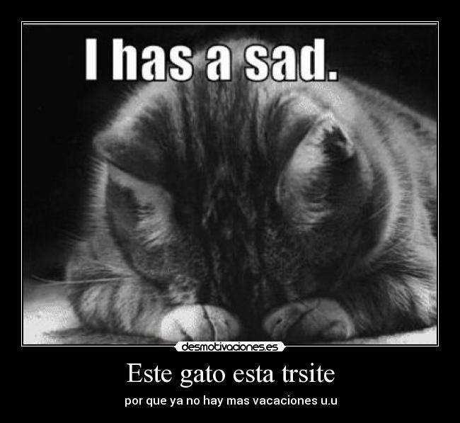 Este gato esta trsite - por que ya no hay mas vacaciones u.u