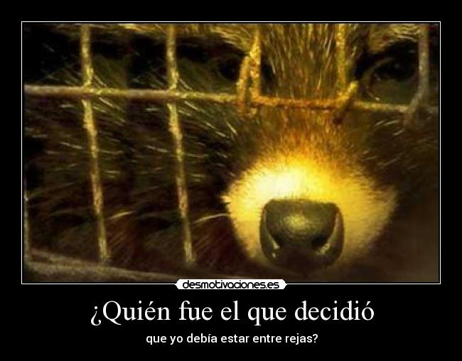 ¿Quién fue el que decidió - 