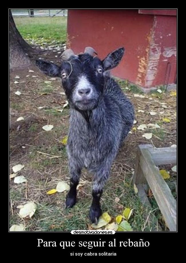 Para que seguir al rebaño -