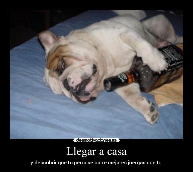 carteles casa perro bulldog jack daniels whisky dormido resaca desmotivaciones