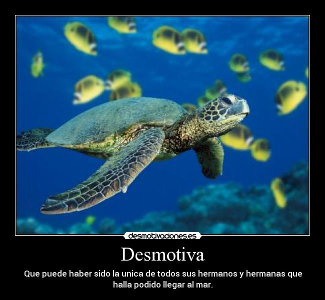 Desmotiva - Que puede haber sido la unica de todos sus hermanos y hermanas que
halla podido llegar al mar.