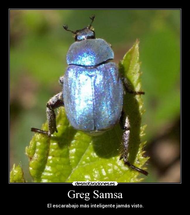 Greg Samsa - 