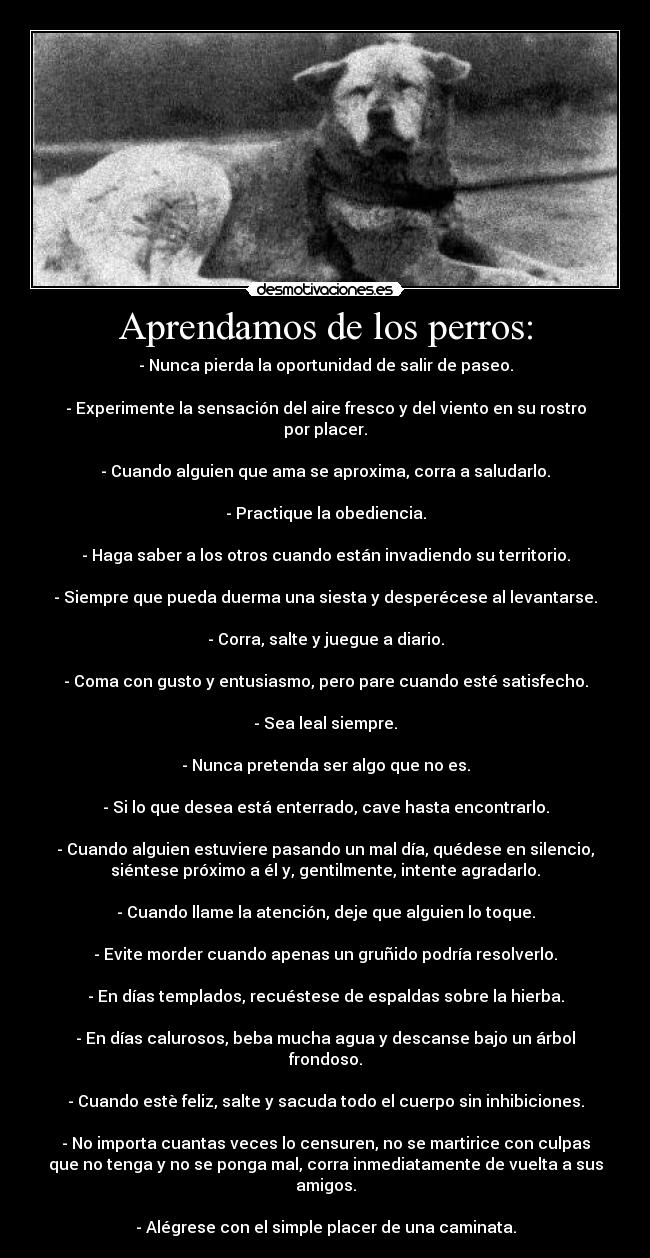 Aprendamos de los perros: - - Nunca pierda la oportunidad de salir de paseo.
- Experimente la sensación del aire fresco y del viento en su rostro
por placer.
- Cuando alguien que ama se aproxima, corra a saludarlo.
- Practique la obediencia.
- Haga saber a los otros cuando están invadiendo su territorio.
- Siempre que pueda duerma una siesta y desperécese al levantarse.
- Corra, salte y juegue a diario.
- Coma con gusto y entusiasmo, pero pare cuando esté satisfecho.
- Sea leal siempre.
- Nunca pretenda ser algo que no es.
- Si lo que desea está enterrado, cave hasta encontrarlo.
- Cuando alguien estuviere pasando un mal día, quédese en silencio,
siéntese próximo a él y, gentilmente, intente agradarlo.
- Cuando llame la atención, deje que alguien lo toque.
- Evite morder cuando apenas un gruñido podría resolverlo.
- En días templados, recuéstese de espaldas sobre la hierba.
- En días calurosos, beba mucha agua y descanse bajo un árbol
frondoso.
- Cuando estè feliz, salte y sacuda todo el cuerpo sin inhibiciones.
- No importa cuantas veces lo censuren, no se martirice con culpas
que no tenga y no se ponga mal, corra inmediatamente de vuelta a sus
amigos.
- Alégrese con el simple placer de una caminata.