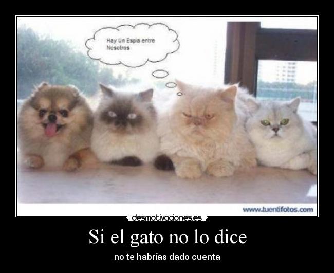 Si el gato no lo dice - 