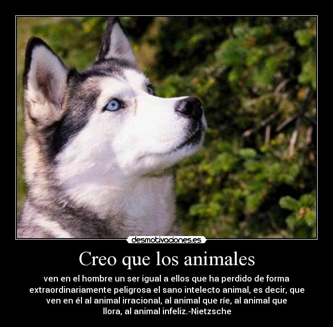 Creo que los animales - ven en el hombre un ser igual a ellos que ha perdido de forma
extraordinariamente peligrosa el sano intelecto animal, es decir, que
ven en él al animal irracional, al animal que ríe, al animal que
llora, al animal infeliz.-Nietzsche