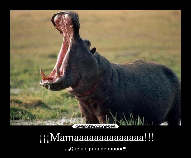 ¡¡¡Mamaaaaaaaaaaaaaa!!! - 