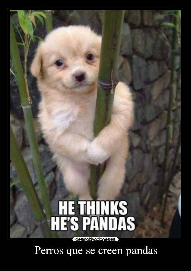 Perros que se creen pandas -
