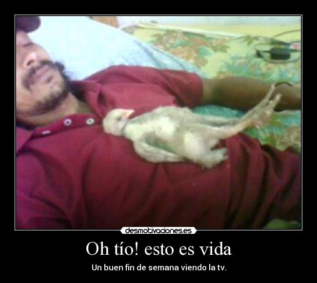 Oh tío! esto es vida - Un buen fin de semana viendo la tv.