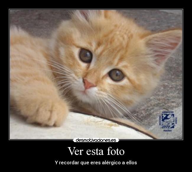 Ver esta foto - Y recordar que eres alérgico a ellos