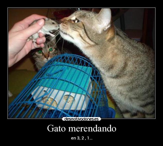 Gato merendando - en 3, 2 , 1...