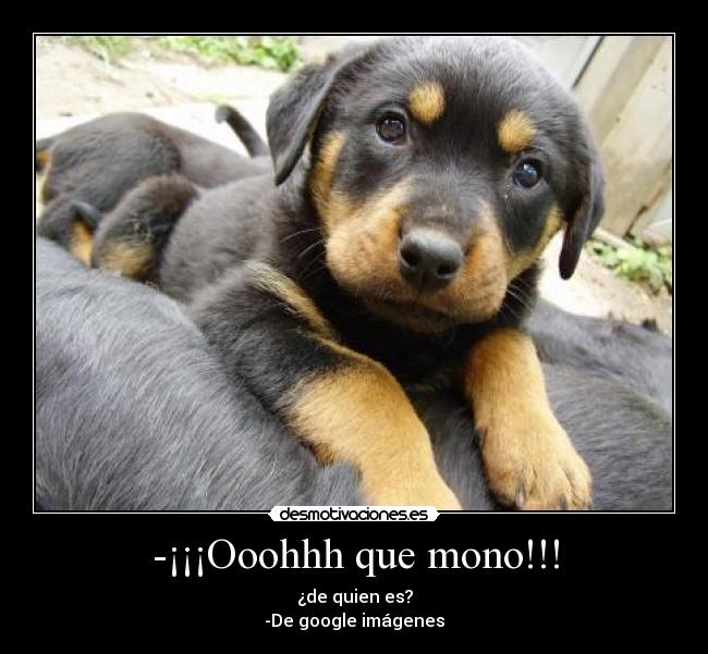 -¡¡¡Ooohhh que mono!!! -