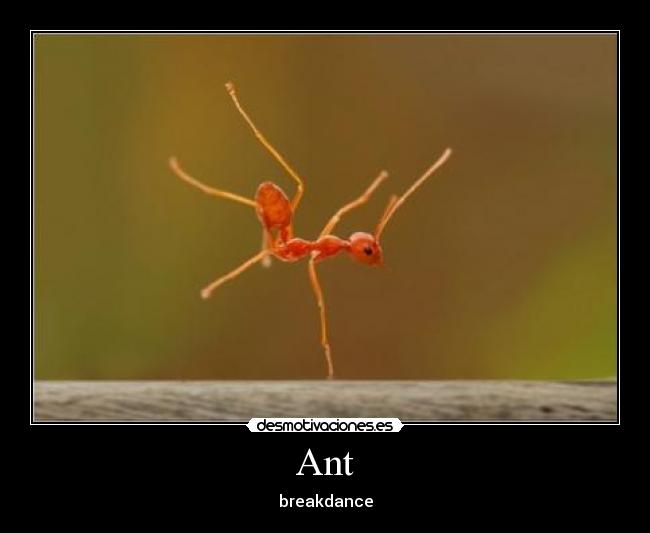 Ant - 