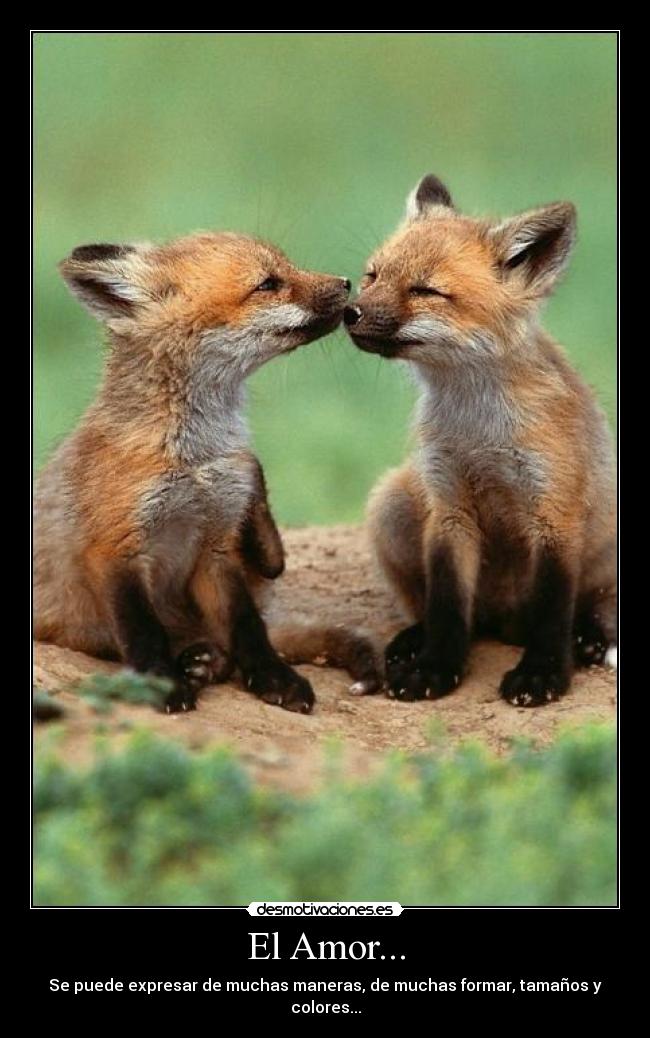 El Amor... - Se puede expresar de muchas maneras, de muchas formar, tamaños y colores...