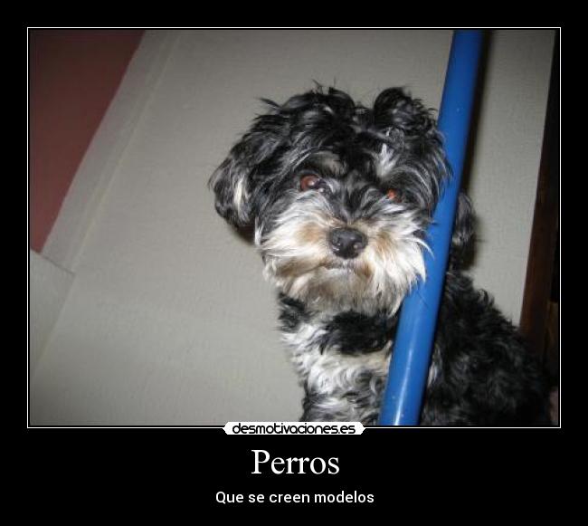 Perros - Que se creen modelos