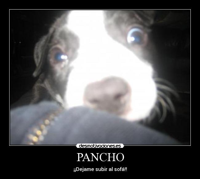 PANCHO - ¡¡Dejame subir al sofá!!