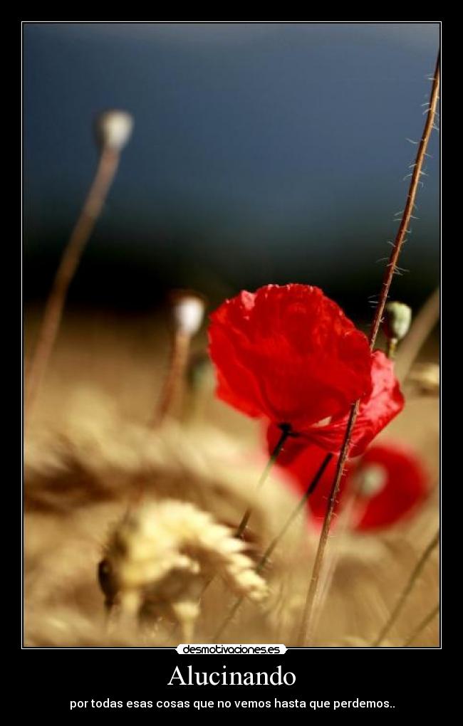 Alucinando - por todas esas cosas que no vemos hasta que perdemos..