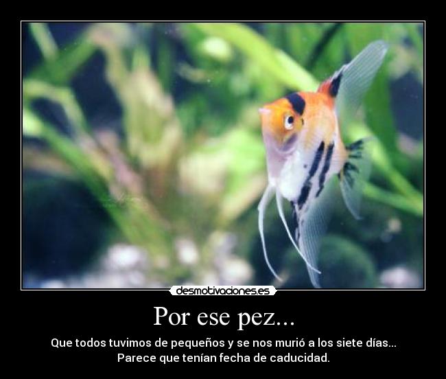 Por ese pez... - Que todos tuvimos de pequeños y se nos murió a los siete días...
Parece que tenían fecha de caducidad.
